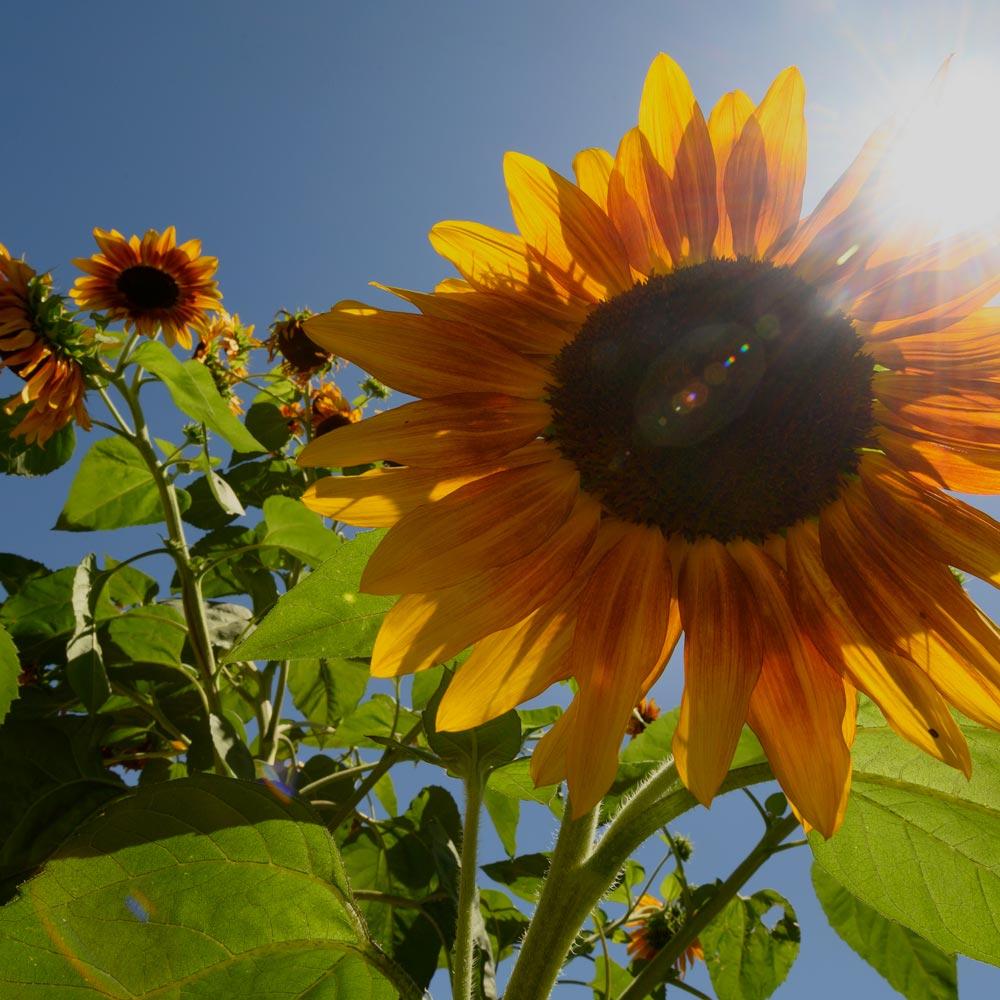 A closeup view of a sunflower in a field of sunflowers with the sun shining from behind